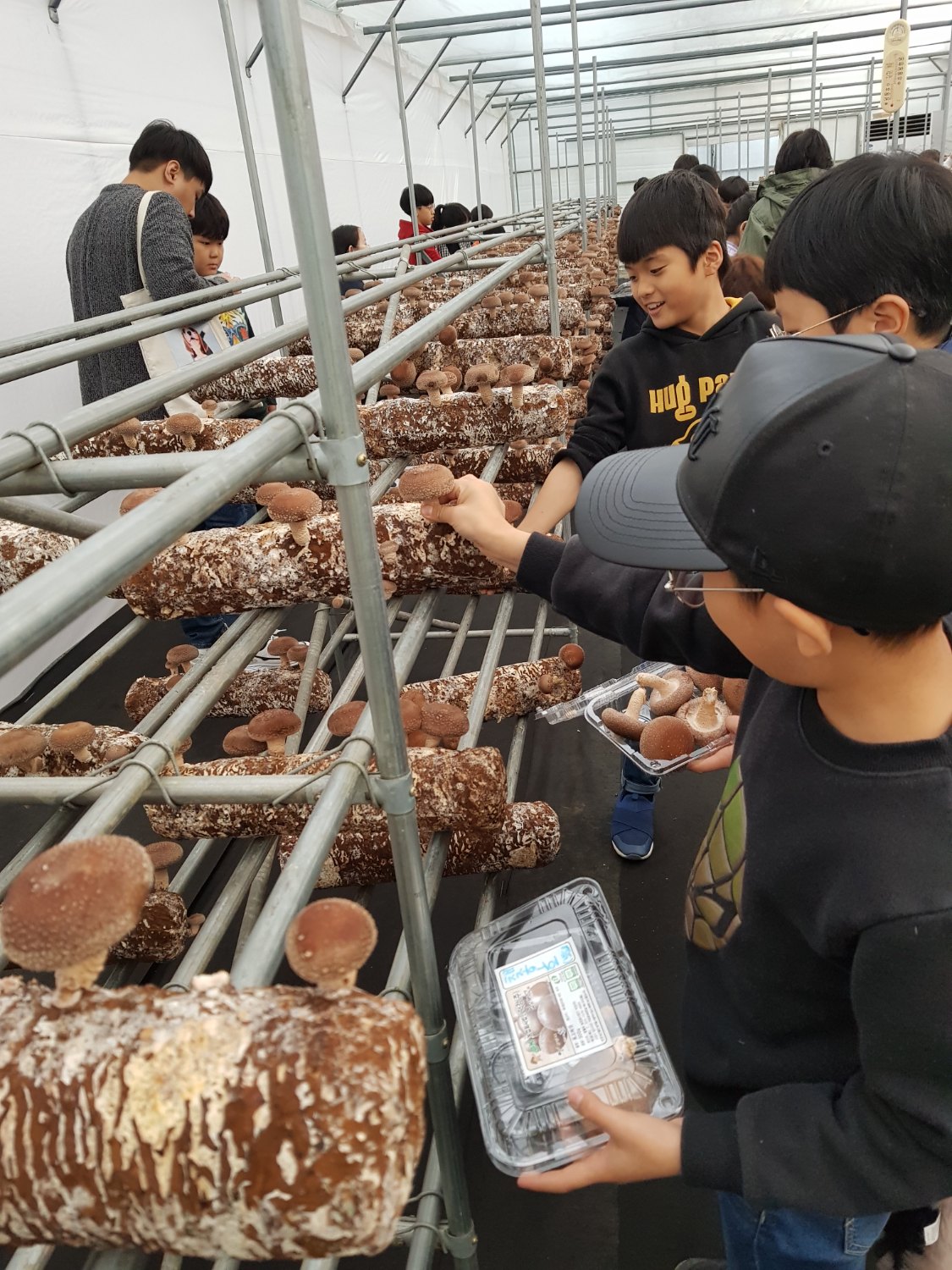 버섯 따기 체험